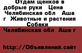 Отдам щенков в добрые руки › Цена ­ 1 - Челябинская обл., Аша г. Животные и растения » Собаки   . Челябинская обл.,Аша г.